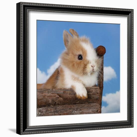 Rabbit Baby Bunny Outdoor-Richard Peterson-Framed Photographic Print