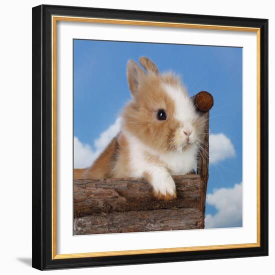 Rabbit Baby Bunny Outdoor-Richard Peterson-Framed Photographic Print