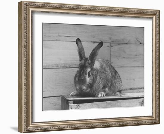 Rabbit Being Displayed at a Rabbit Show-null-Framed Photographic Print