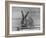 Rabbit Being Displayed at a Rabbit Show-null-Framed Photographic Print