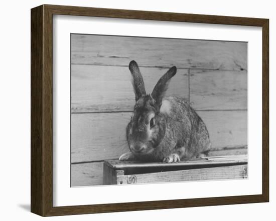 Rabbit Being Displayed at a Rabbit Show-null-Framed Photographic Print