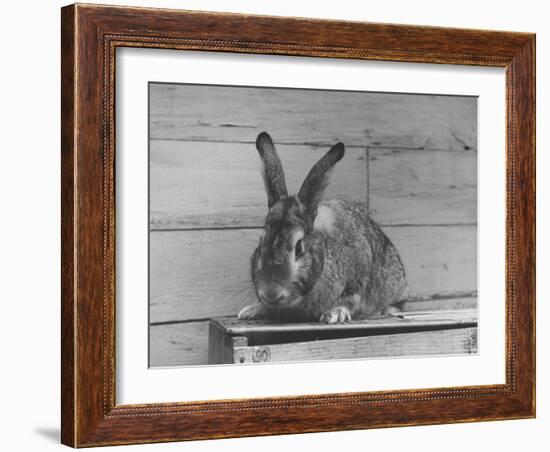 Rabbit Being Displayed at a Rabbit Show-null-Framed Photographic Print