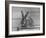 Rabbit Being Displayed at a Rabbit Show-null-Framed Photographic Print