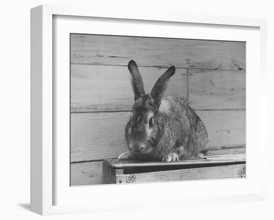 Rabbit Being Displayed at a Rabbit Show-null-Framed Photographic Print