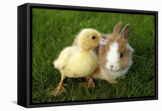 Rabbit Bunny And Duckling Are Friends-Richard Peterson-Framed Premier Image Canvas