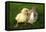 Rabbit Bunny And Duckling Are Friends-Richard Peterson-Framed Premier Image Canvas