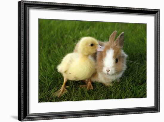 Rabbit Bunny And Duckling Are Friends-Richard Peterson-Framed Photographic Print