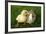 Rabbit Bunny And Duckling Are Friends-Richard Peterson-Framed Photographic Print