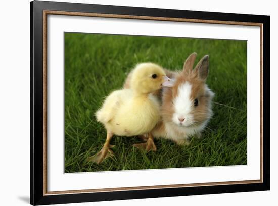 Rabbit Bunny And Duckling Are Friends-Richard Peterson-Framed Photographic Print