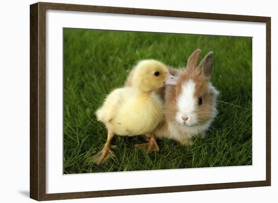 Rabbit Bunny And Duckling Are Friends-Richard Peterson-Framed Photographic Print