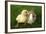 Rabbit Bunny And Duckling Are Friends-Richard Peterson-Framed Photographic Print