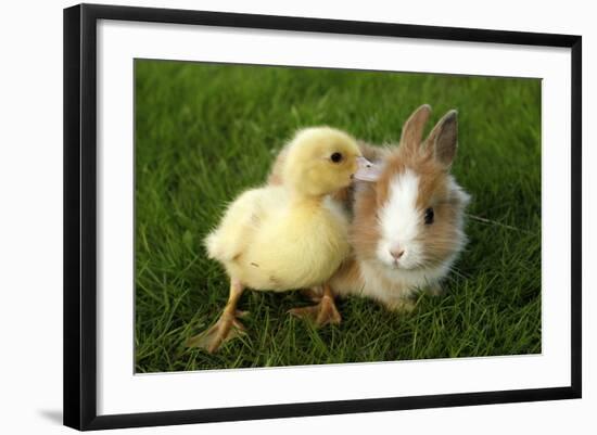 Rabbit Bunny And Duckling Are Friends-Richard Peterson-Framed Photographic Print