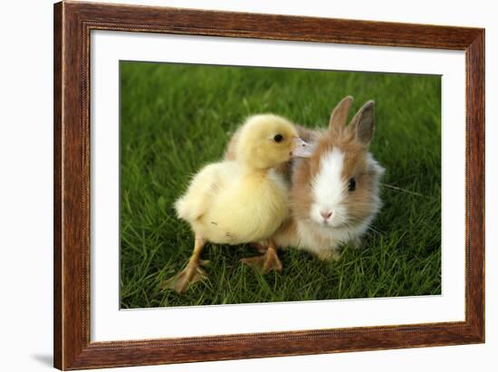 Rabbit Bunny And Duckling Are Friends-Richard Peterson-Framed Photographic Print