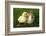 Rabbit Bunny And Duckling Are Friends-Richard Peterson-Framed Photographic Print