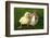Rabbit Bunny And Duckling Are Friends-Richard Peterson-Framed Photographic Print