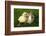 Rabbit Bunny And Duckling Are Friends-Richard Peterson-Framed Photographic Print