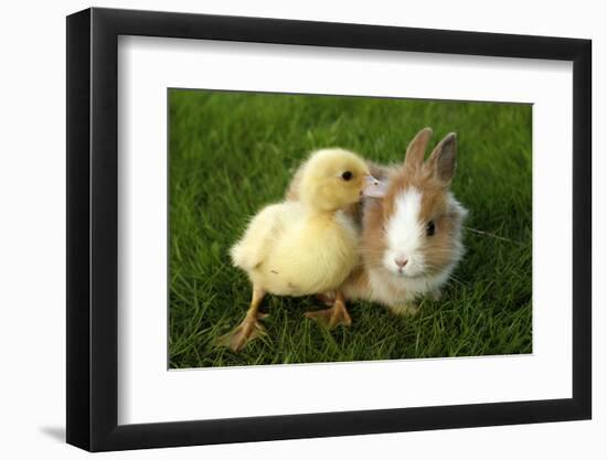 Rabbit Bunny And Duckling Are Friends-Richard Peterson-Framed Photographic Print