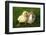 Rabbit Bunny And Duckling Are Friends-Richard Peterson-Framed Photographic Print