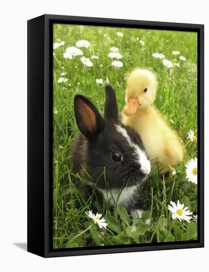 Rabbit Bunny And Duckling Best Friends-Richard Peterson-Framed Premier Image Canvas