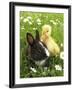 Rabbit Bunny And Duckling Best Friends-Richard Peterson-Framed Premium Photographic Print