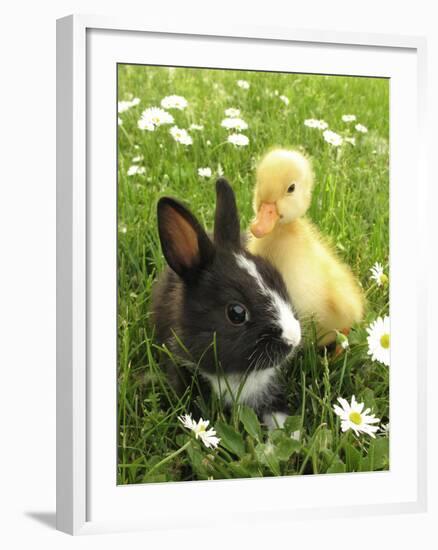 Rabbit Bunny And Duckling Best Friends-Richard Peterson-Framed Premium Photographic Print