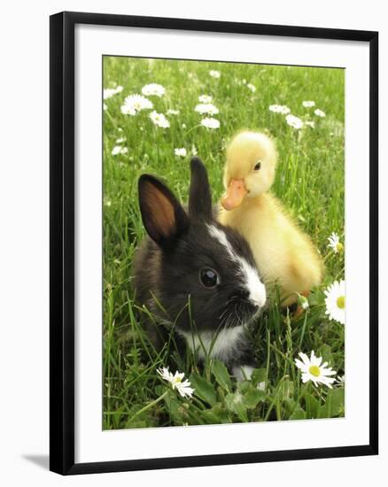 Rabbit Bunny And Duckling Best Friends-Richard Peterson-Framed Premium Photographic Print