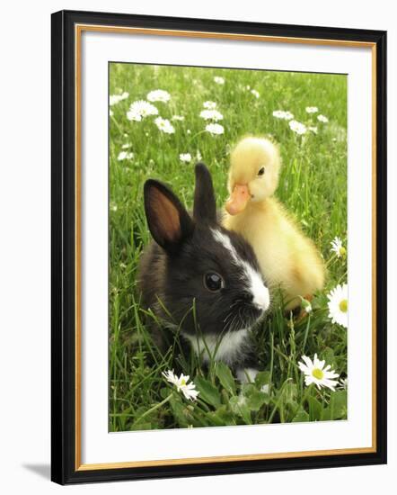 Rabbit Bunny And Duckling Best Friends-Richard Peterson-Framed Premium Photographic Print