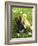 Rabbit Bunny And Duckling Best Friends-Richard Peterson-Framed Photographic Print