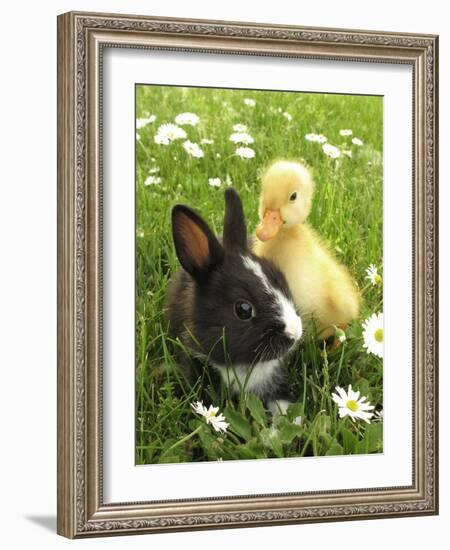 Rabbit Bunny And Duckling Best Friends-Richard Peterson-Framed Photographic Print