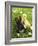 Rabbit Bunny And Duckling Best Friends-Richard Peterson-Framed Photographic Print