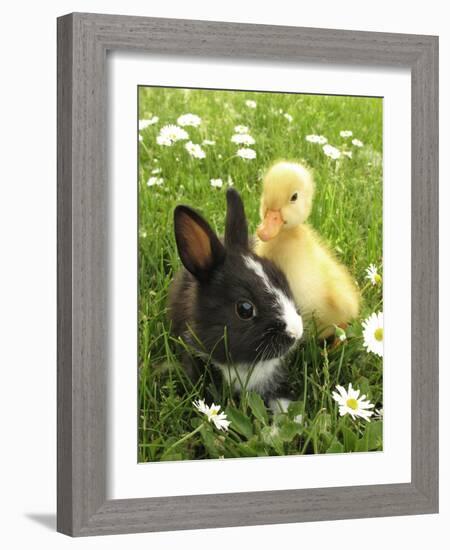 Rabbit Bunny And Duckling Best Friends-Richard Peterson-Framed Photographic Print