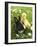 Rabbit Bunny And Duckling Best Friends-Richard Peterson-Framed Photographic Print
