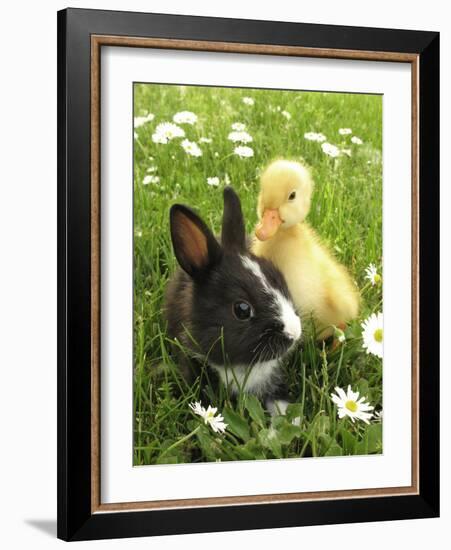 Rabbit Bunny And Duckling Best Friends-Richard Peterson-Framed Photographic Print