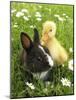 Rabbit Bunny And Duckling Best Friends-Richard Peterson-Mounted Photographic Print