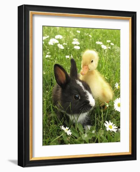 Rabbit Bunny And Duckling Best Friends-Richard Peterson-Framed Photographic Print