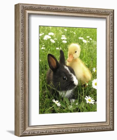 Rabbit Bunny And Duckling Best Friends-Richard Peterson-Framed Photographic Print