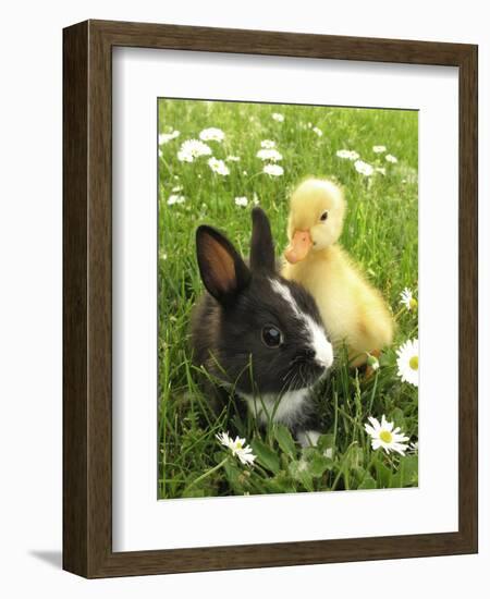 Rabbit Bunny And Duckling Best Friends-Richard Peterson-Framed Photographic Print