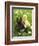 Rabbit Bunny And Duckling Best Friends-Richard Peterson-Framed Photographic Print