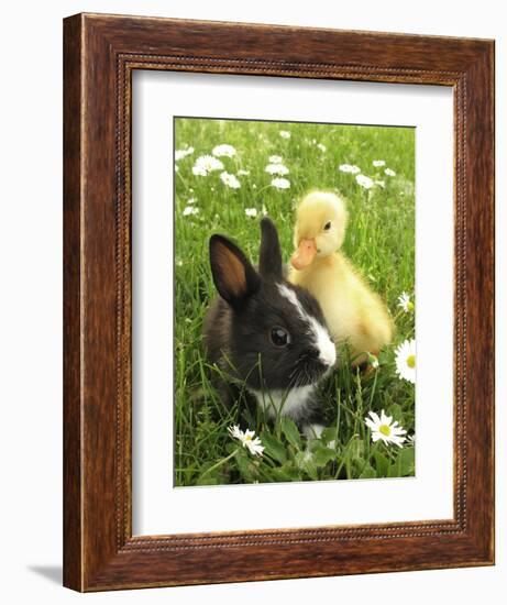 Rabbit Bunny And Duckling Best Friends-Richard Peterson-Framed Photographic Print