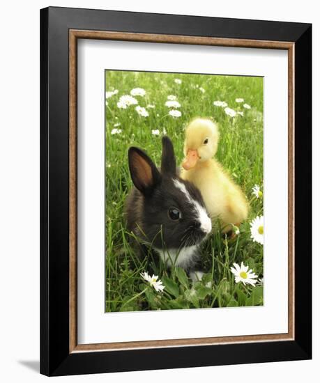 Rabbit Bunny And Duckling Best Friends-Richard Peterson-Framed Photographic Print