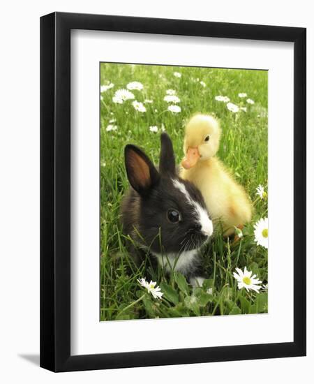 Rabbit Bunny And Duckling Best Friends-Richard Peterson-Framed Photographic Print