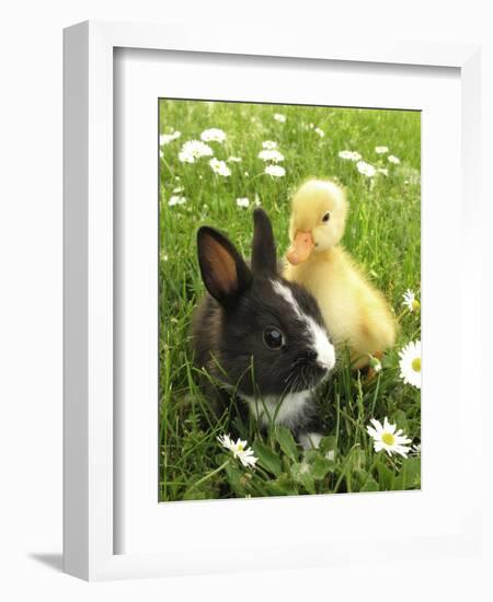 Rabbit Bunny And Duckling Best Friends-Richard Peterson-Framed Photographic Print