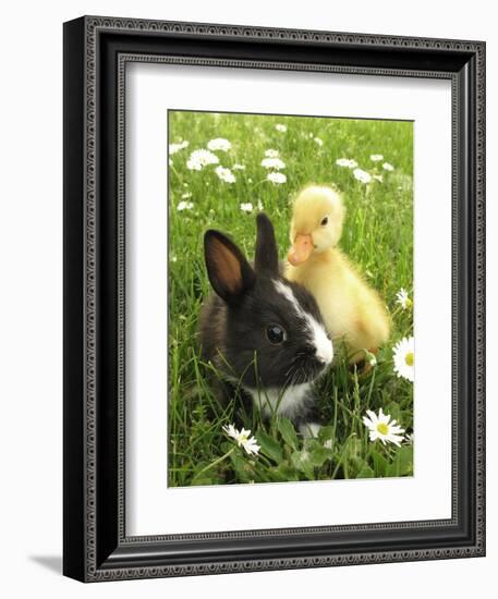 Rabbit Bunny And Duckling Best Friends-Richard Peterson-Framed Photographic Print