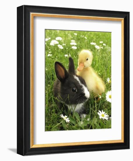 Rabbit Bunny And Duckling Best Friends-Richard Peterson-Framed Photographic Print