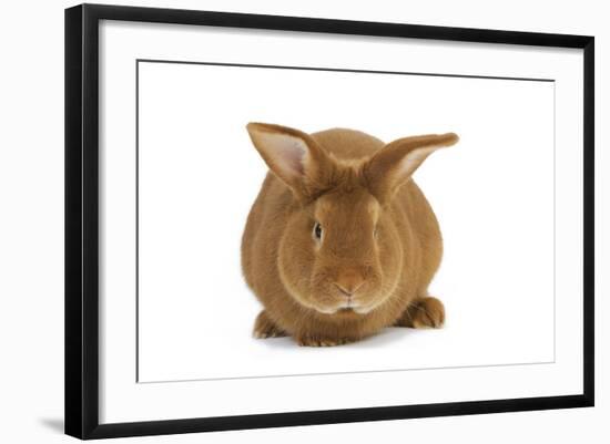 Rabbit 'Fauve De Bourgogne'-null-Framed Photographic Print