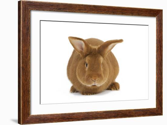 Rabbit 'Fauve De Bourgogne'-null-Framed Photographic Print