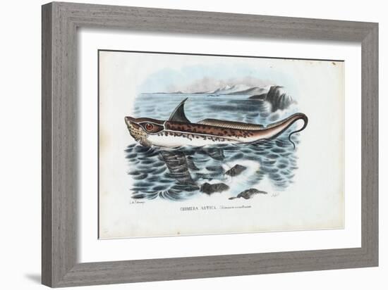 Rabbit Fish, 1863-79-Raimundo Petraroja-Framed Giclee Print