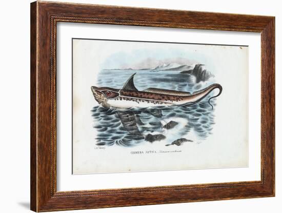 Rabbit Fish, 1863-79-Raimundo Petraroja-Framed Giclee Print