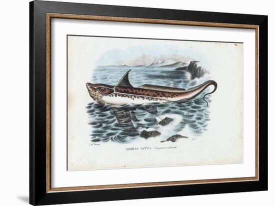 Rabbit Fish, 1863-79-Raimundo Petraroja-Framed Giclee Print