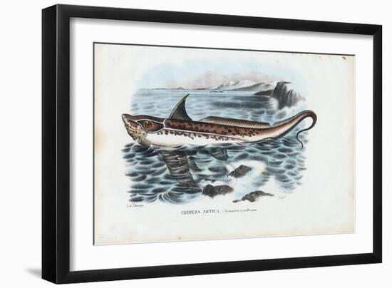 Rabbit Fish, 1863-79-Raimundo Petraroja-Framed Giclee Print